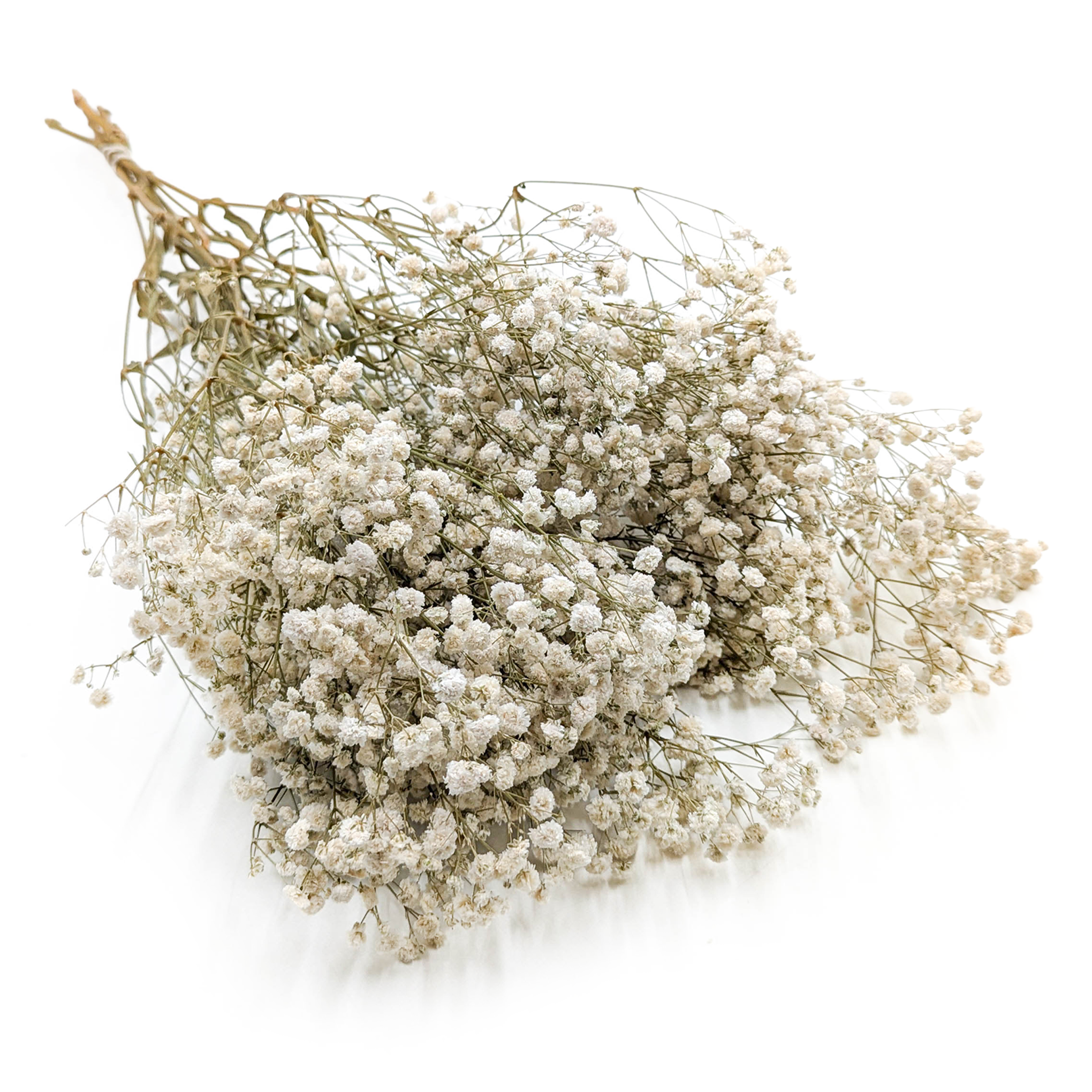 Gipsówka Stabilizowana - (Gypsophila) - Royal Bouquet - Naturalna