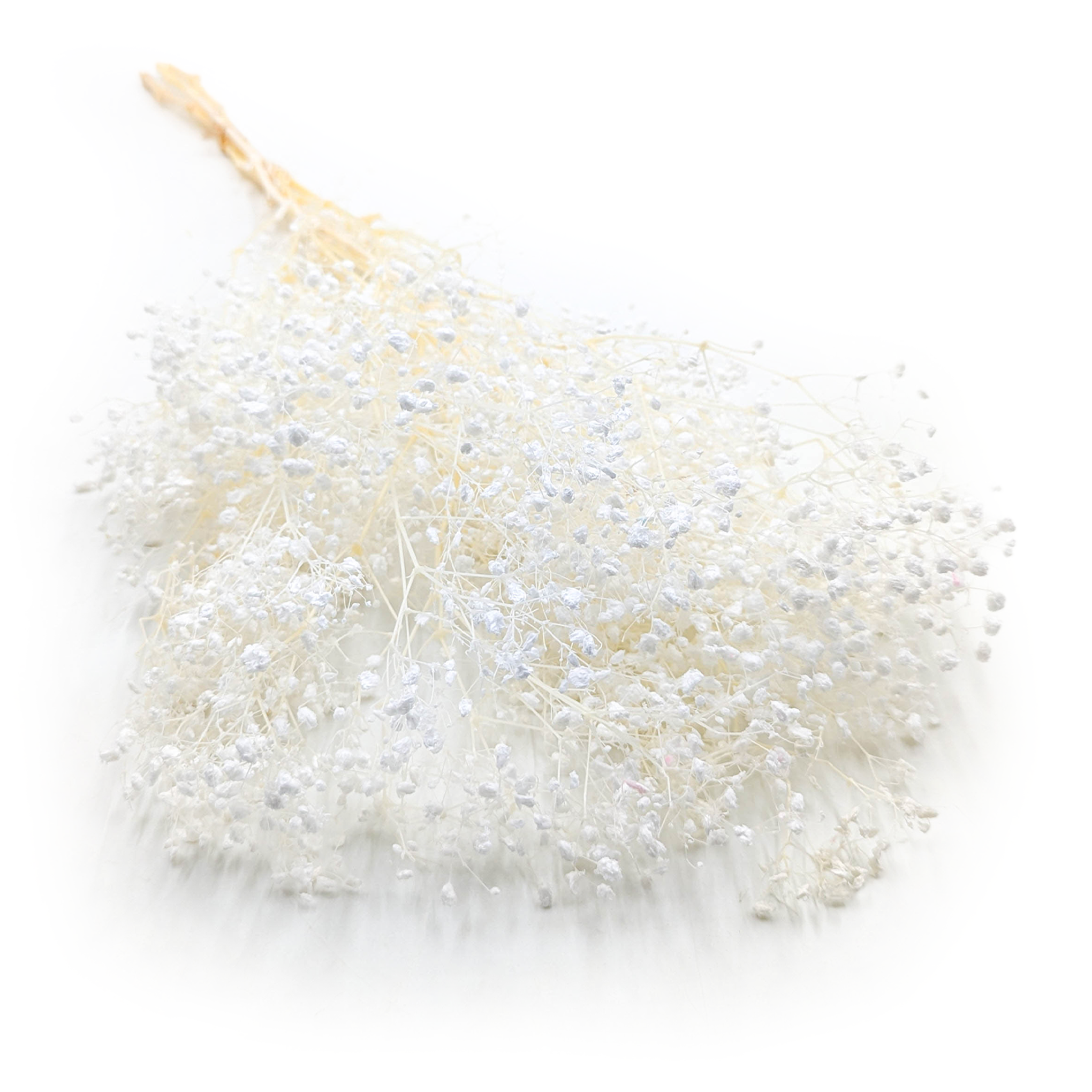 Gipsówka Stabilizowana - (Gypsophila) - Royal Bouquet - Bielona