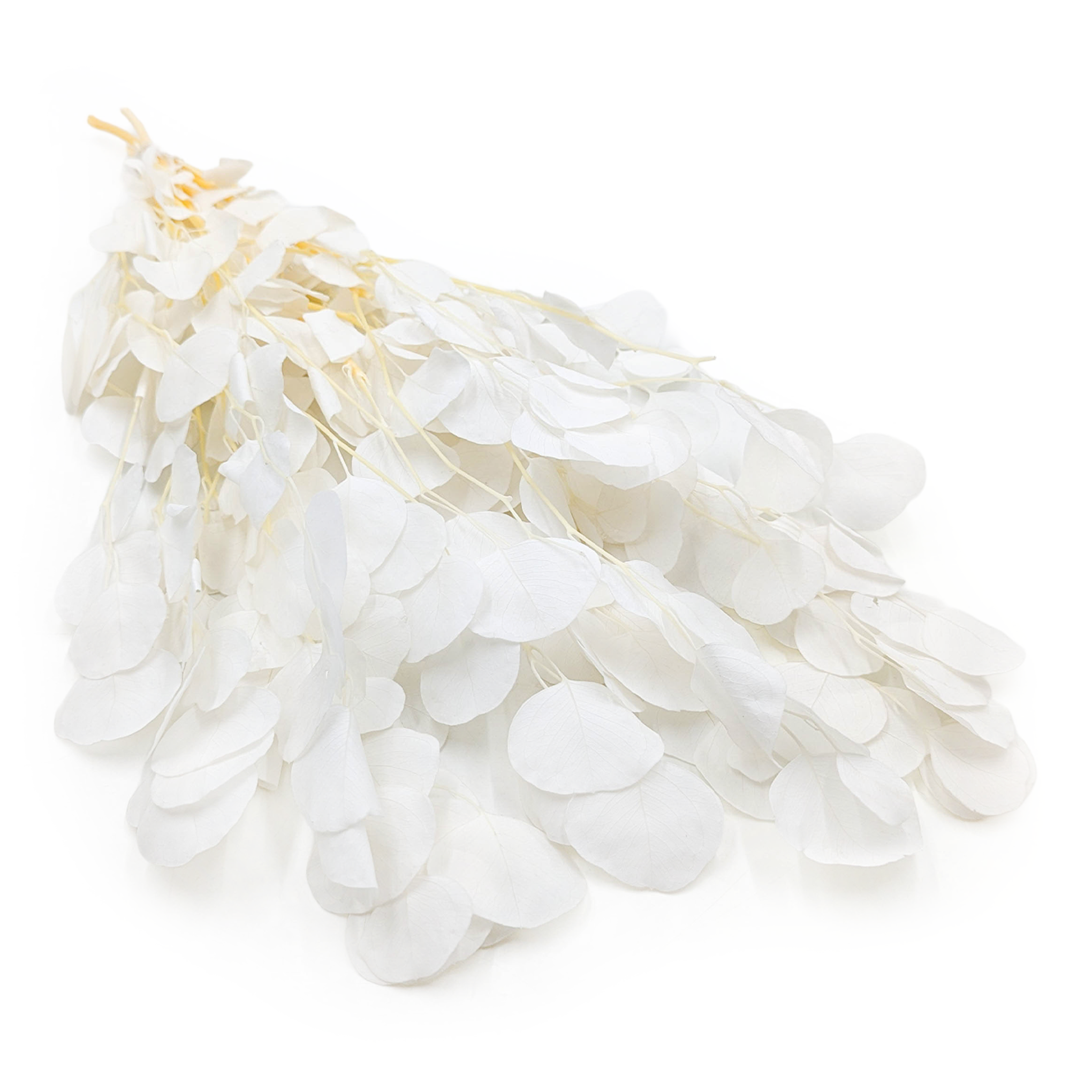 Eukaliptus Stabilizowany – Populus – Royal -  Bielony