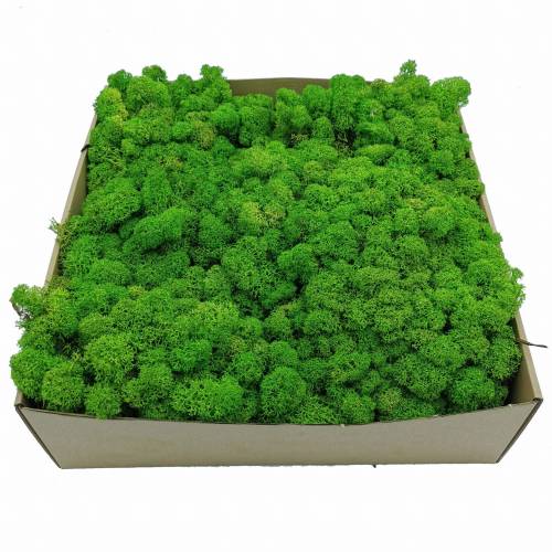 Chrobotek Alpejski Jasnozielony 2.jpg