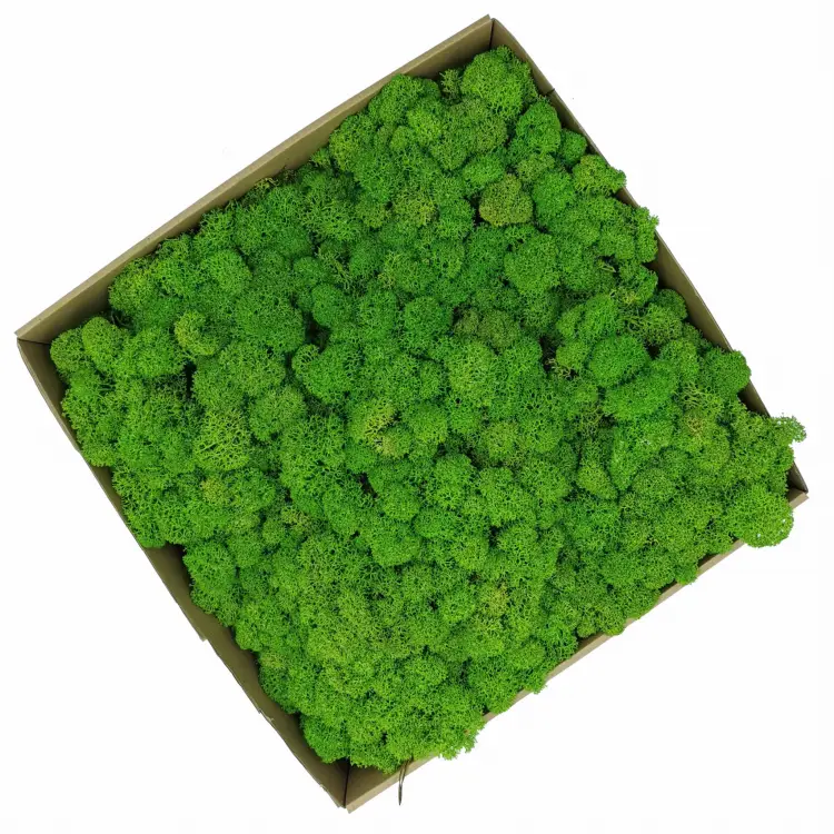 Chrobotek Alpejski Jasnozielony.jpg