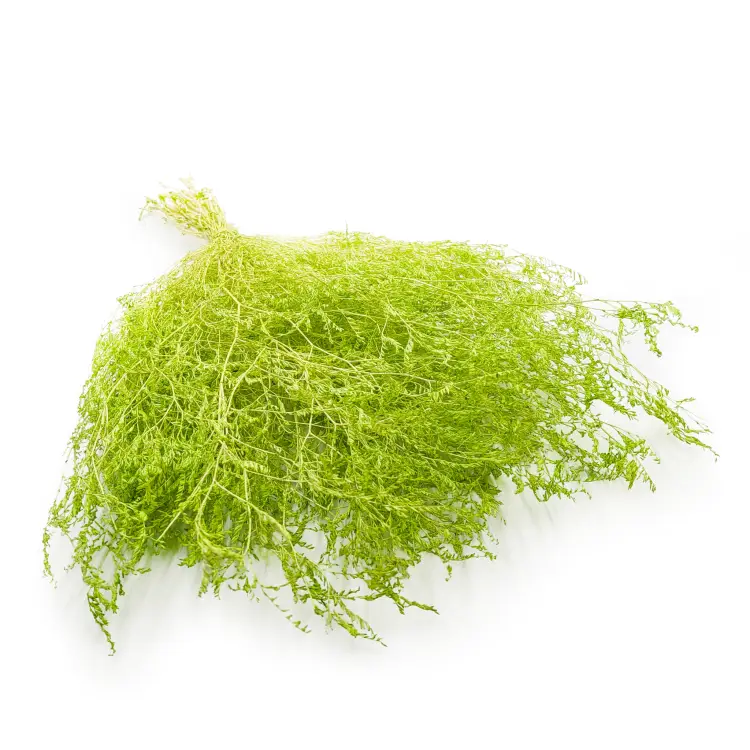 952bda3409dfc5248a8f1da2cbd26845