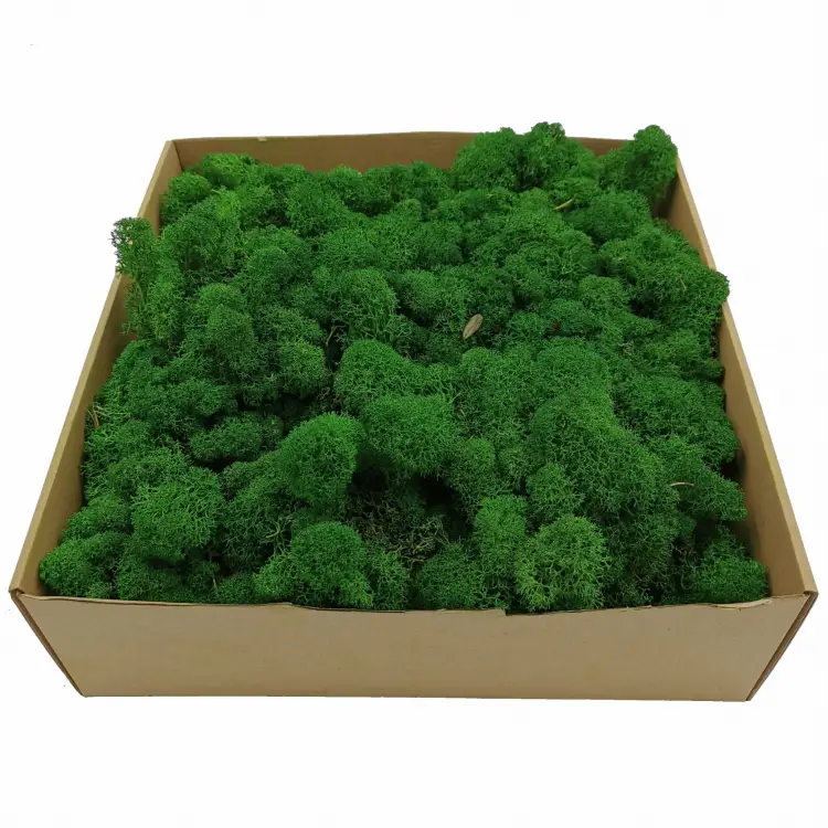 Chrobotek Alpejski Zielony 2.jpg