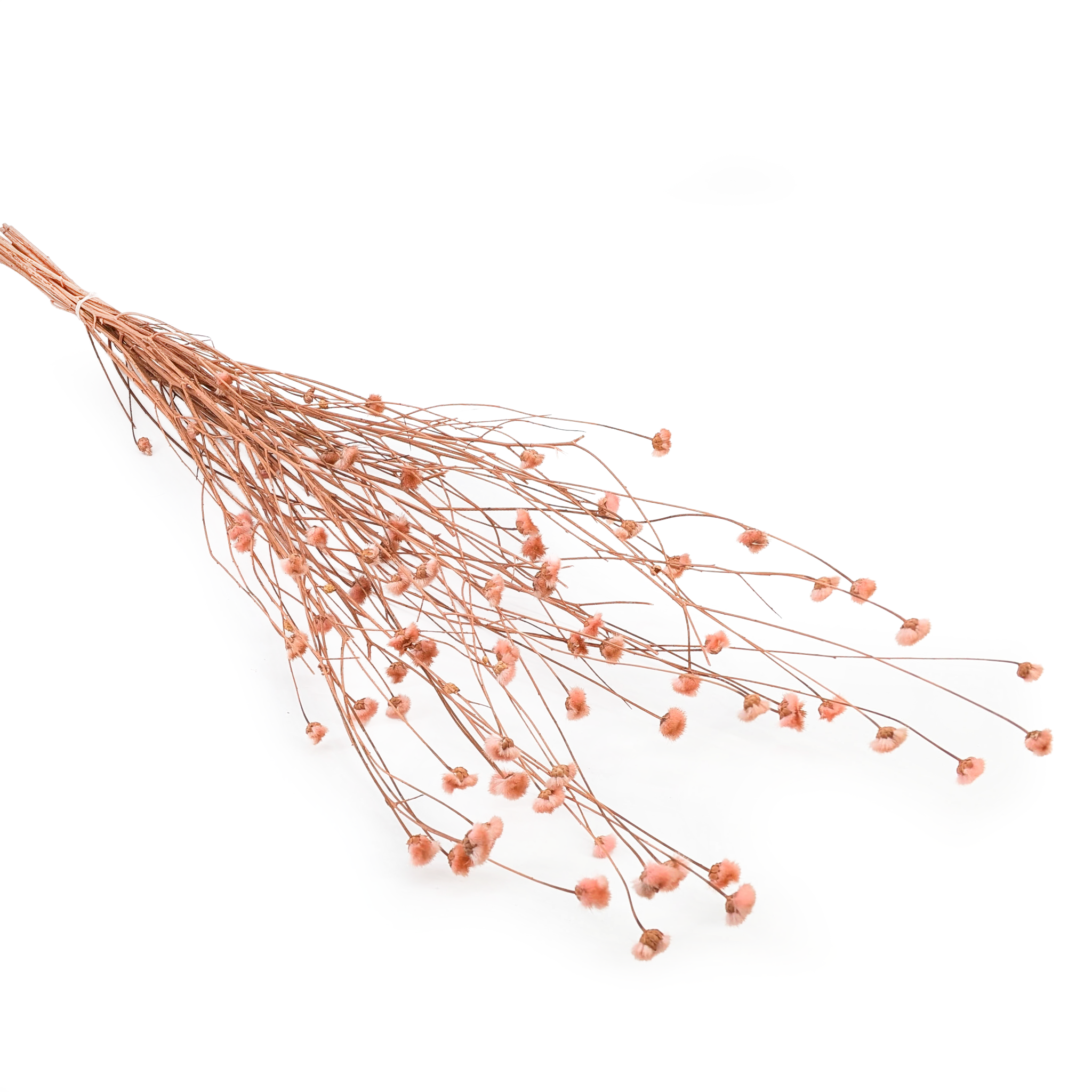 Chaber Suszony - (Centaurea) - Naturalny Różowy