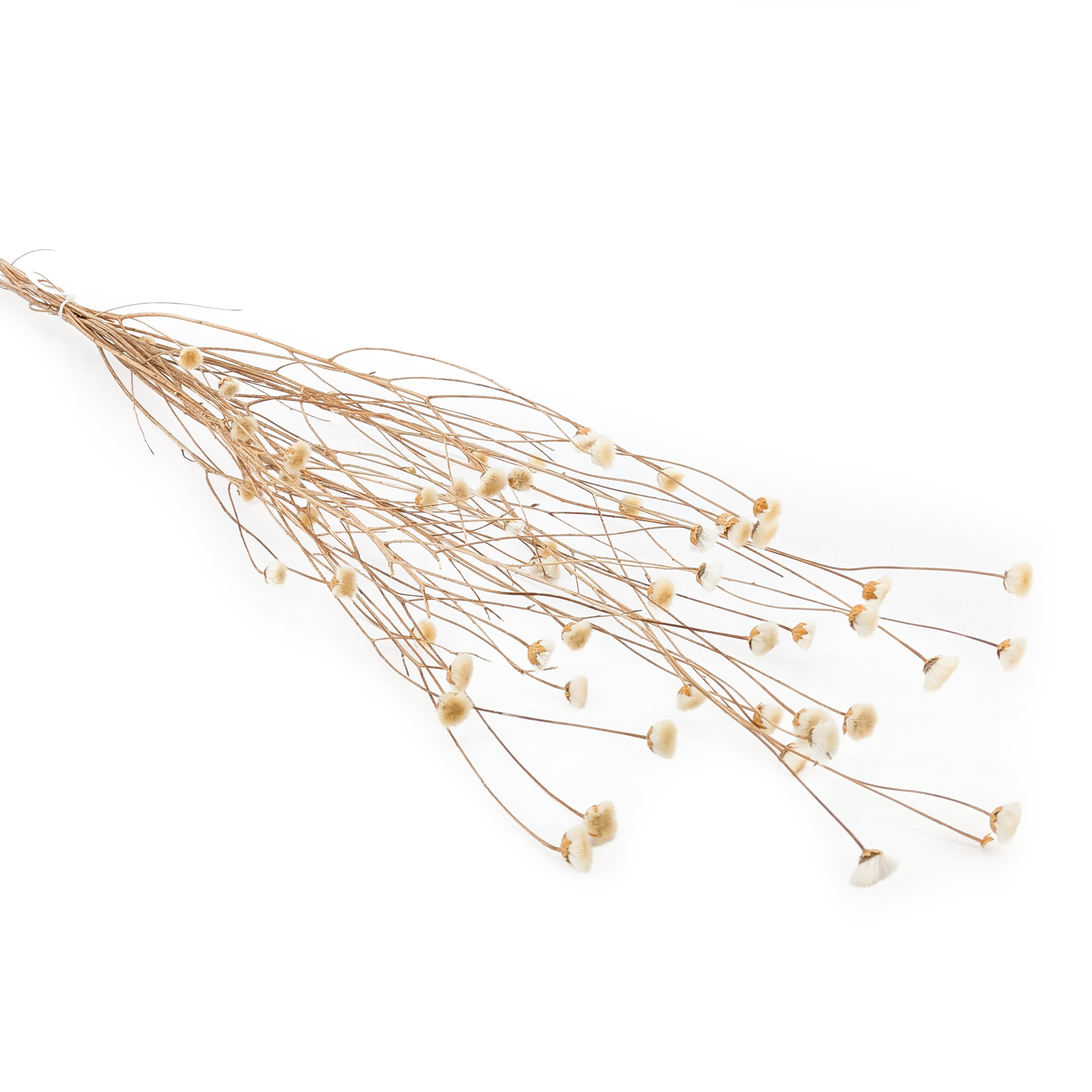 Chaber Suszony - (Centaurea) - Naturalny Biały