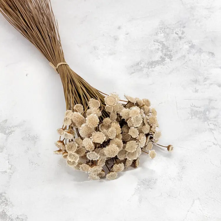 Glixia Big naturalna 1.png