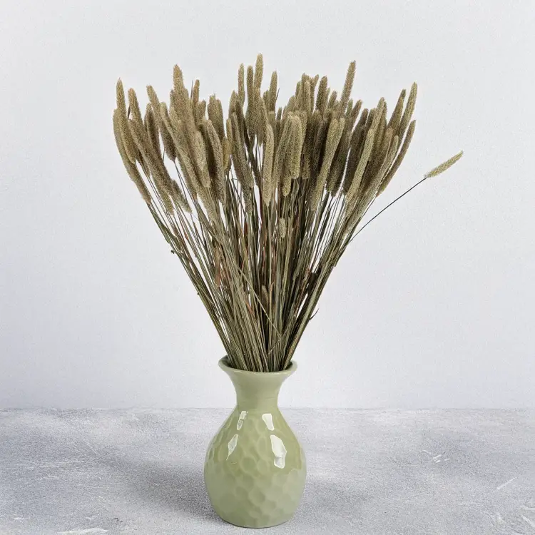 Tymotka naturalna 5.png