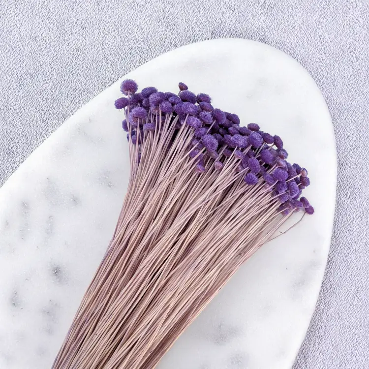 Amarelino lawenda 001 3.png