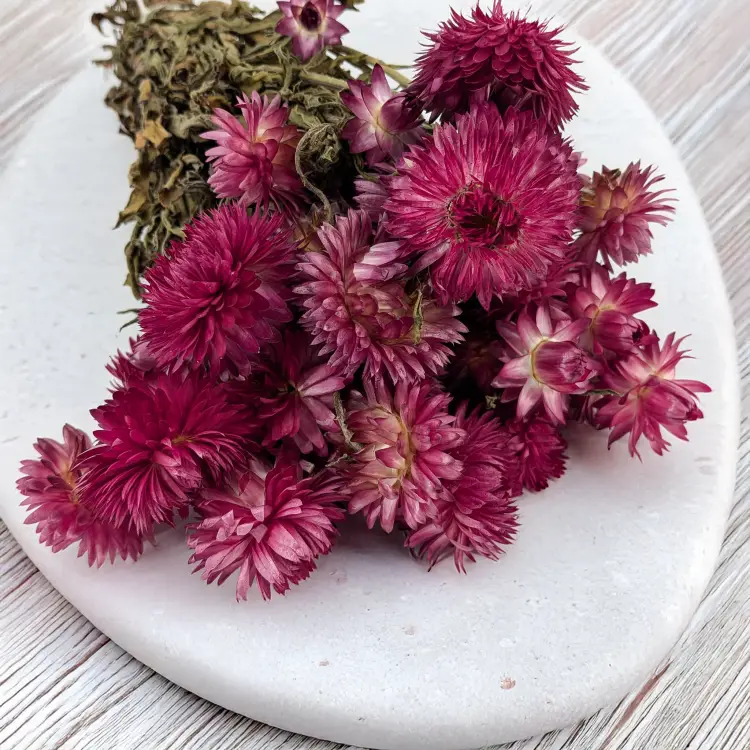 Kocanka granvia różowa 2.png