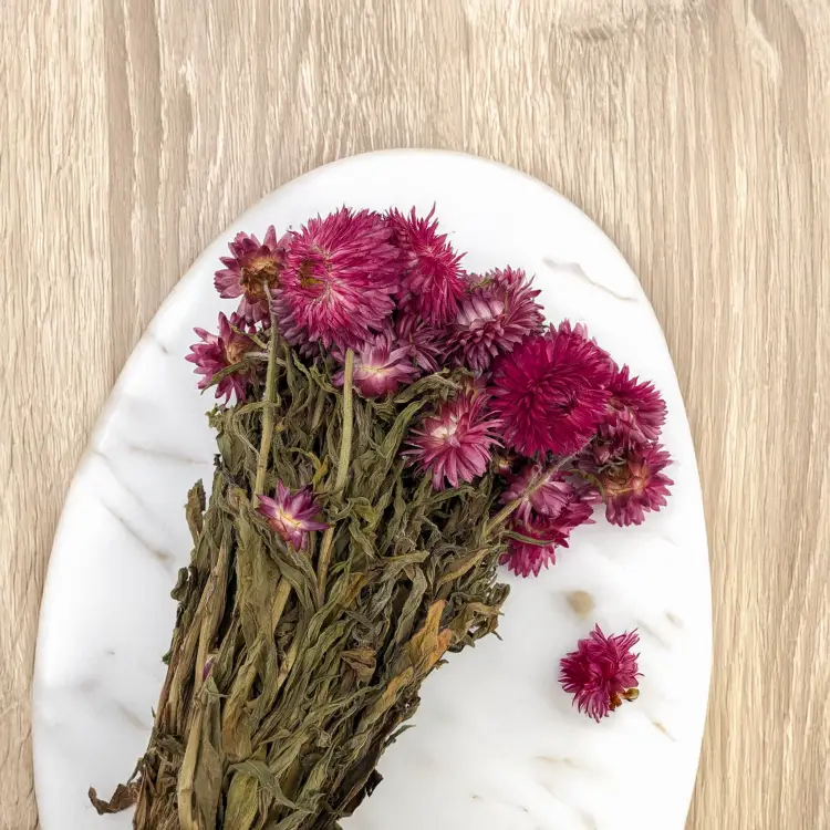 Kocanka granvia różowa 4.png