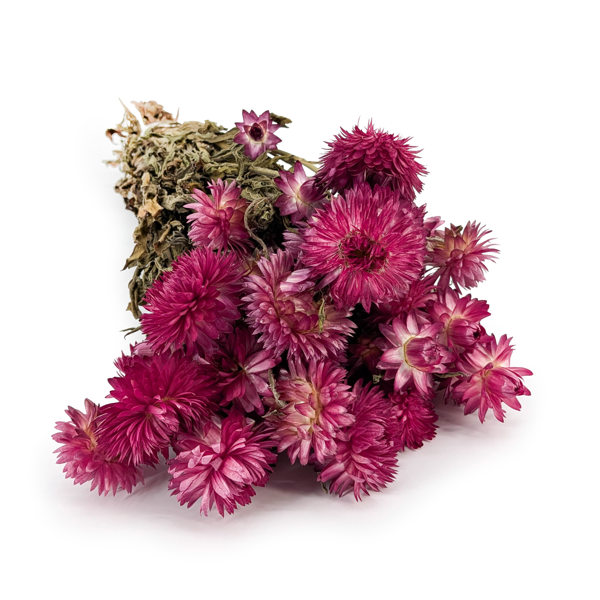Kocanka Suszona Granvia® - (Helichrysum Granvia®) - Różowa