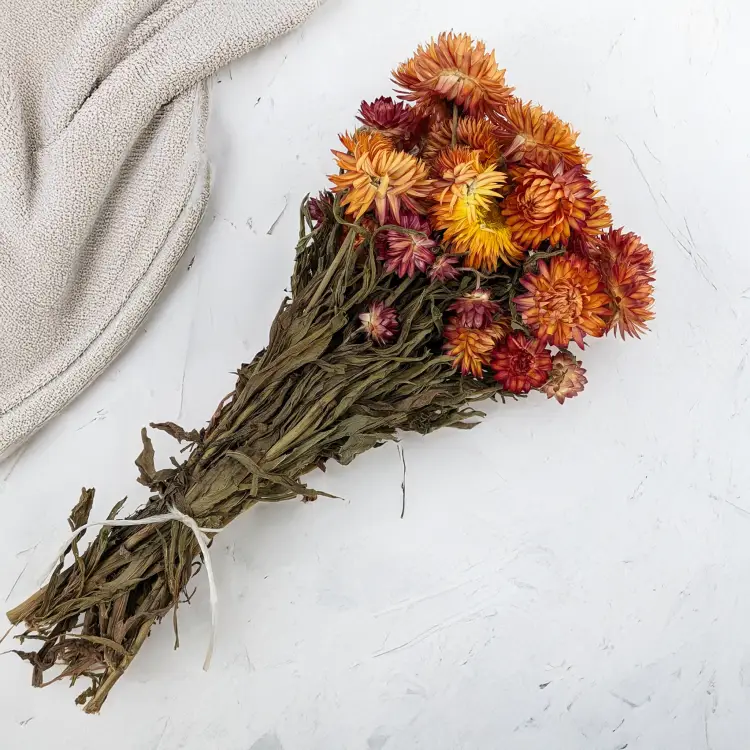 Kocanka granvia pomarańczowa 3.png