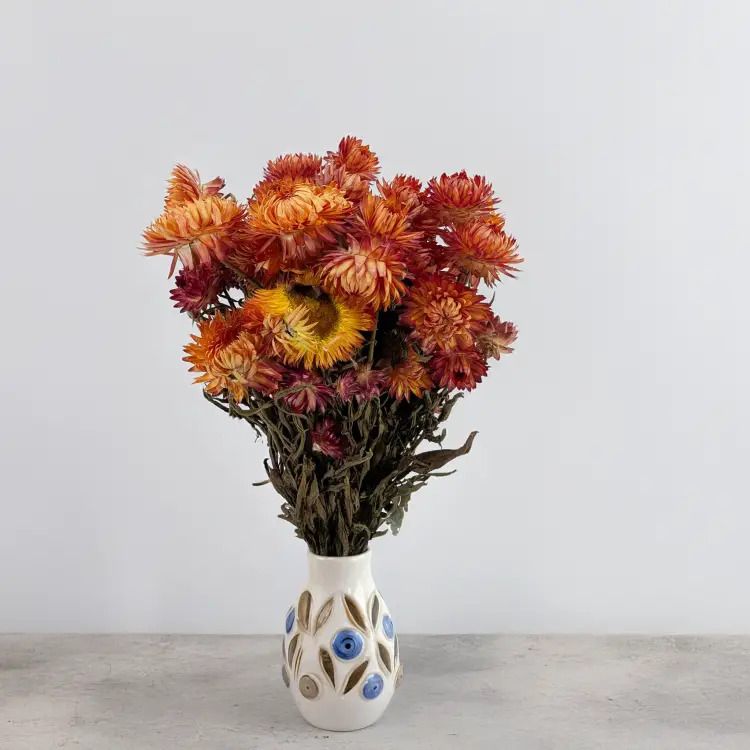 Kocanka granvia pomarańczowa 5.png