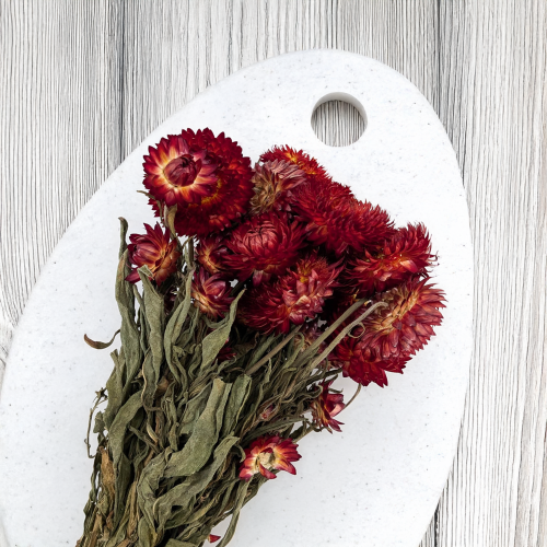 kocanka granvia czerwona 3.png