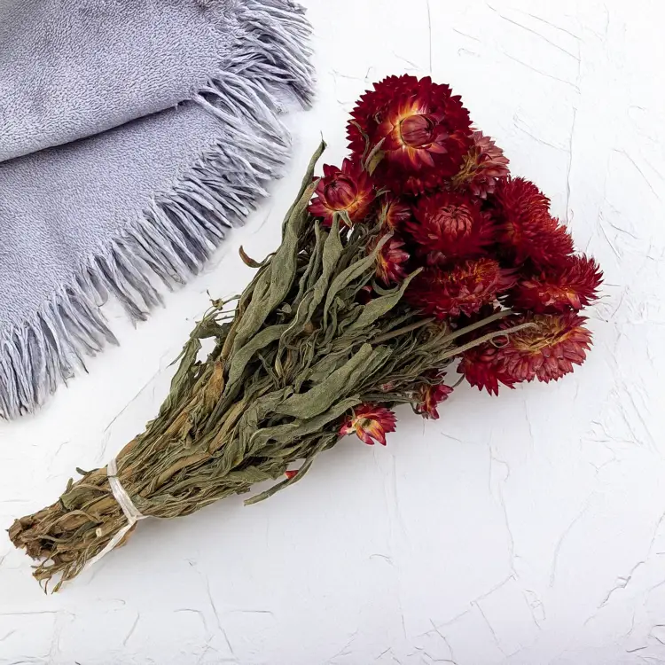 kocanka granvia czerwona 2.png