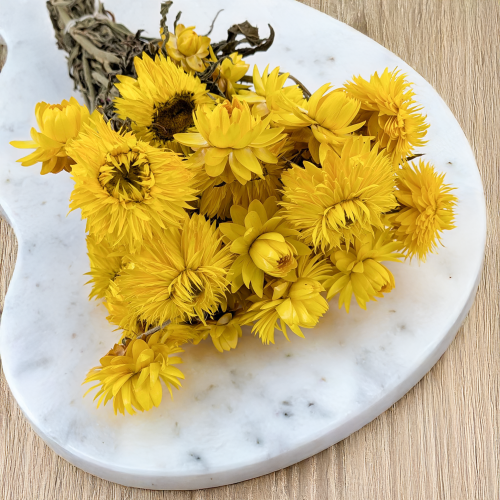 Kocanka granvia zółta 2.png