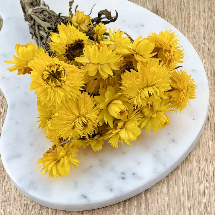 Kocanka granvia zółta 2.png