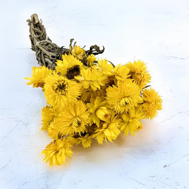 Kocanka granvia zółta 1.png