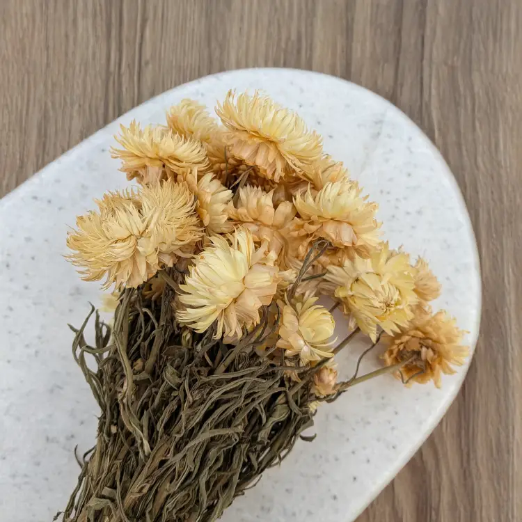 Kocanka granvia słomkowa 4.png