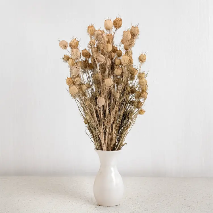 Czarnuszka pąki zielone 5.png