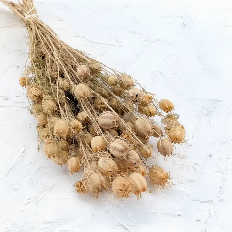 Czarnuszka pąki zielone 1.png