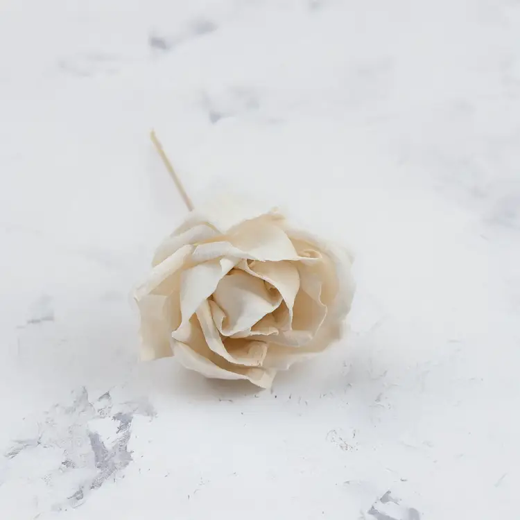 Shola Rose Special 2.png