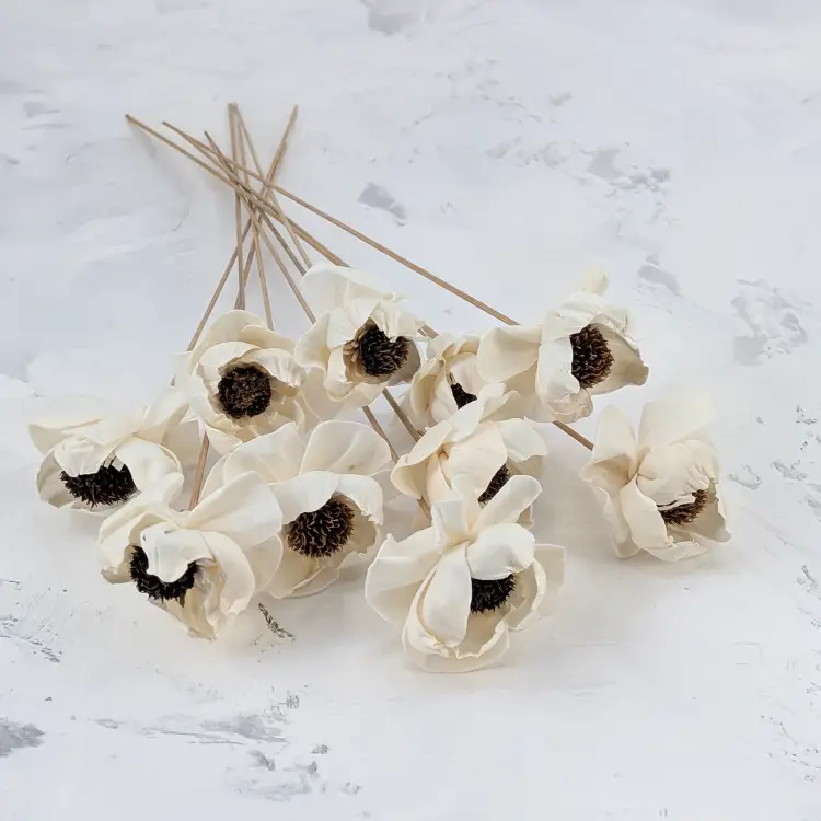 Shola Peony Titonia 1.png