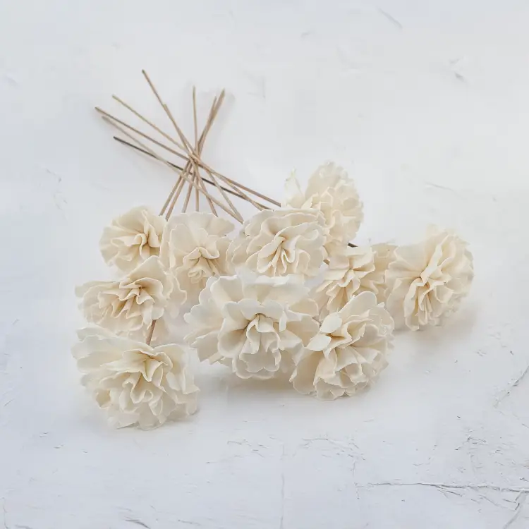 Shola Carnation 1.png