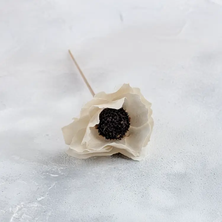 Shola Poppy 3.png