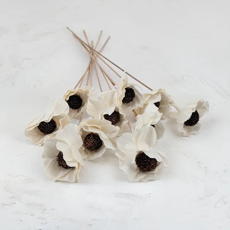 Shola Poppy 1.png