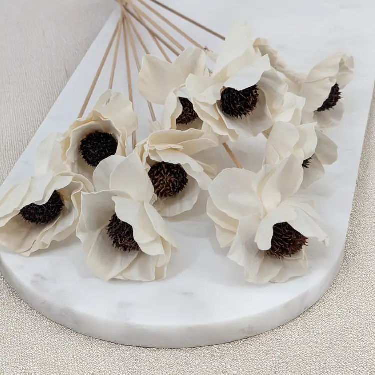 Shola Poppy 2.png