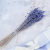 Briza Maxima fioletowa 3.png