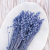 Briza Maxima fioletowa 4.png