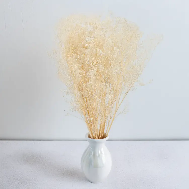 gips royal creamy white 5.png