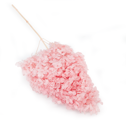 Hortensja Conical soft pink.png