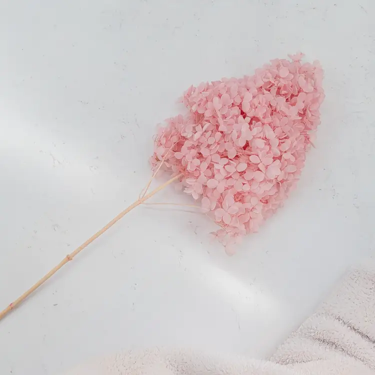 Hortensja Conical soft pink 2.png