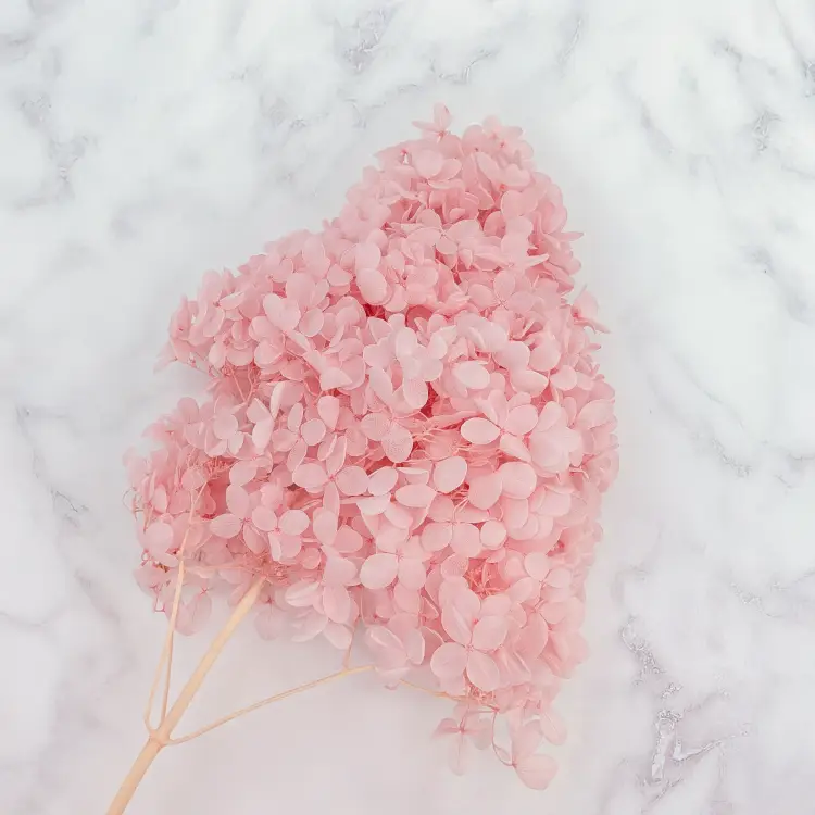 Hortensja Conical soft pink 3.png