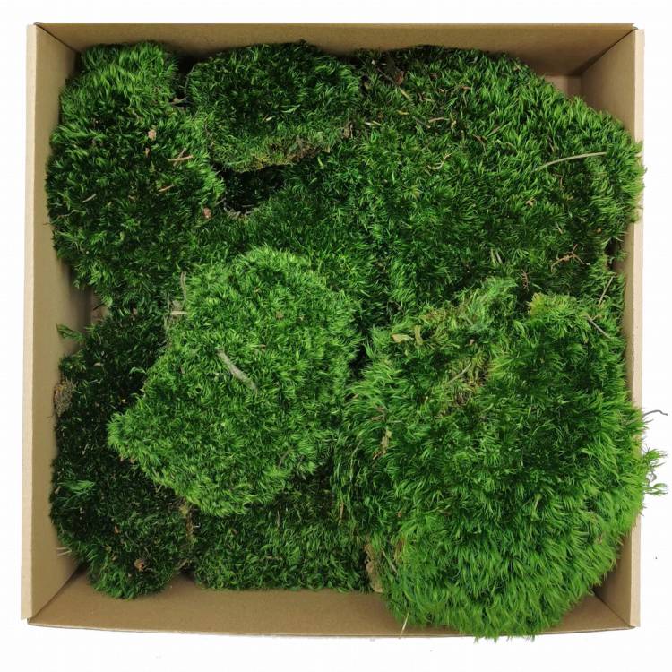 Mech Bagienny okladka.jpg