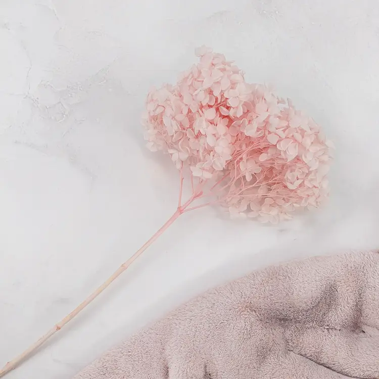 Hortensja Royal Powder Pink 1.png
