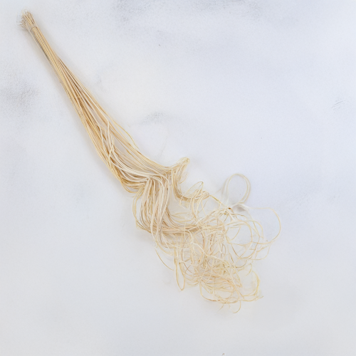Curly ting 1.png