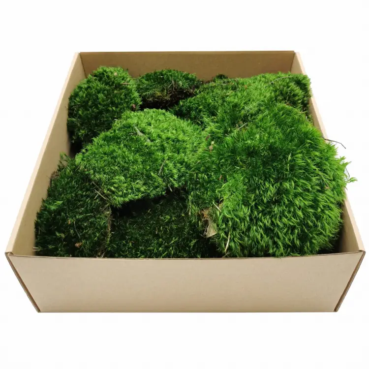 Mech Bagienny Okladka 1.jpg