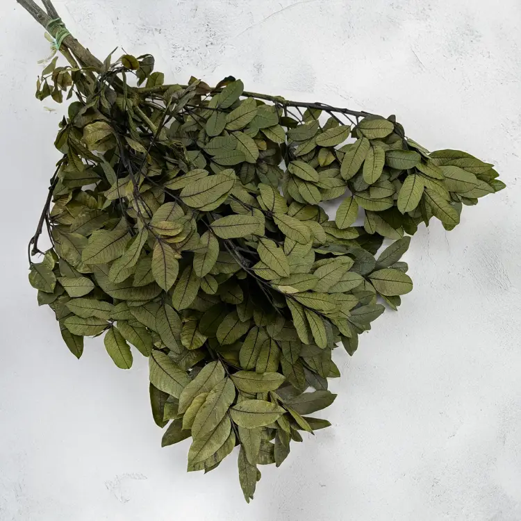 Pistacja 1.png