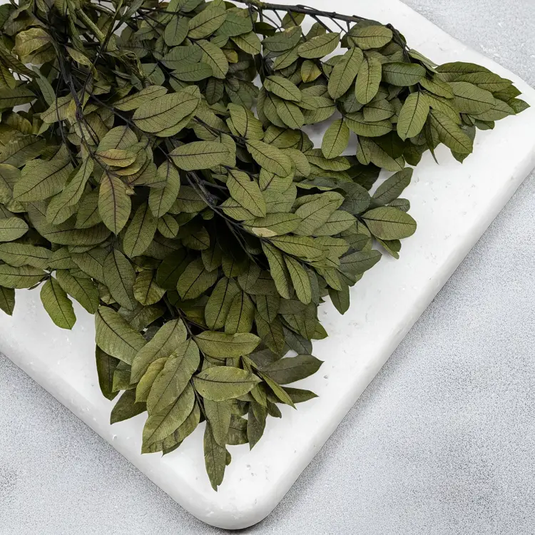 Pistacja 2.png