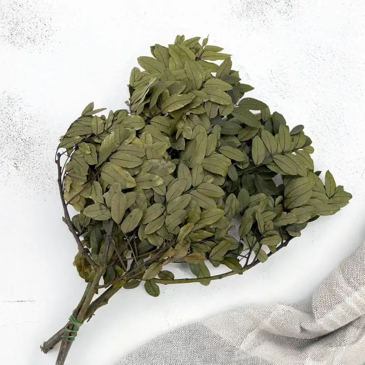 Pistacja 3.png