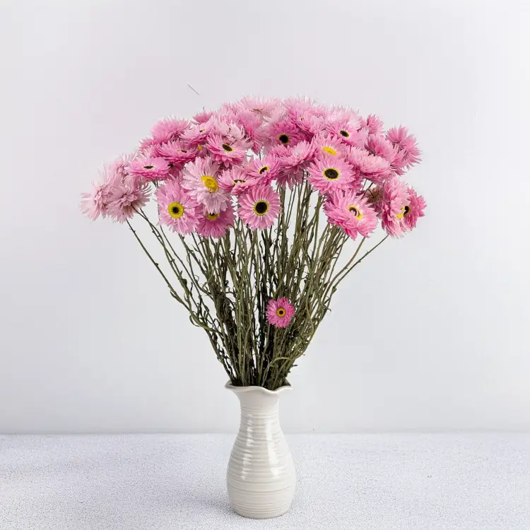Acroclinium roz SZ 5.png