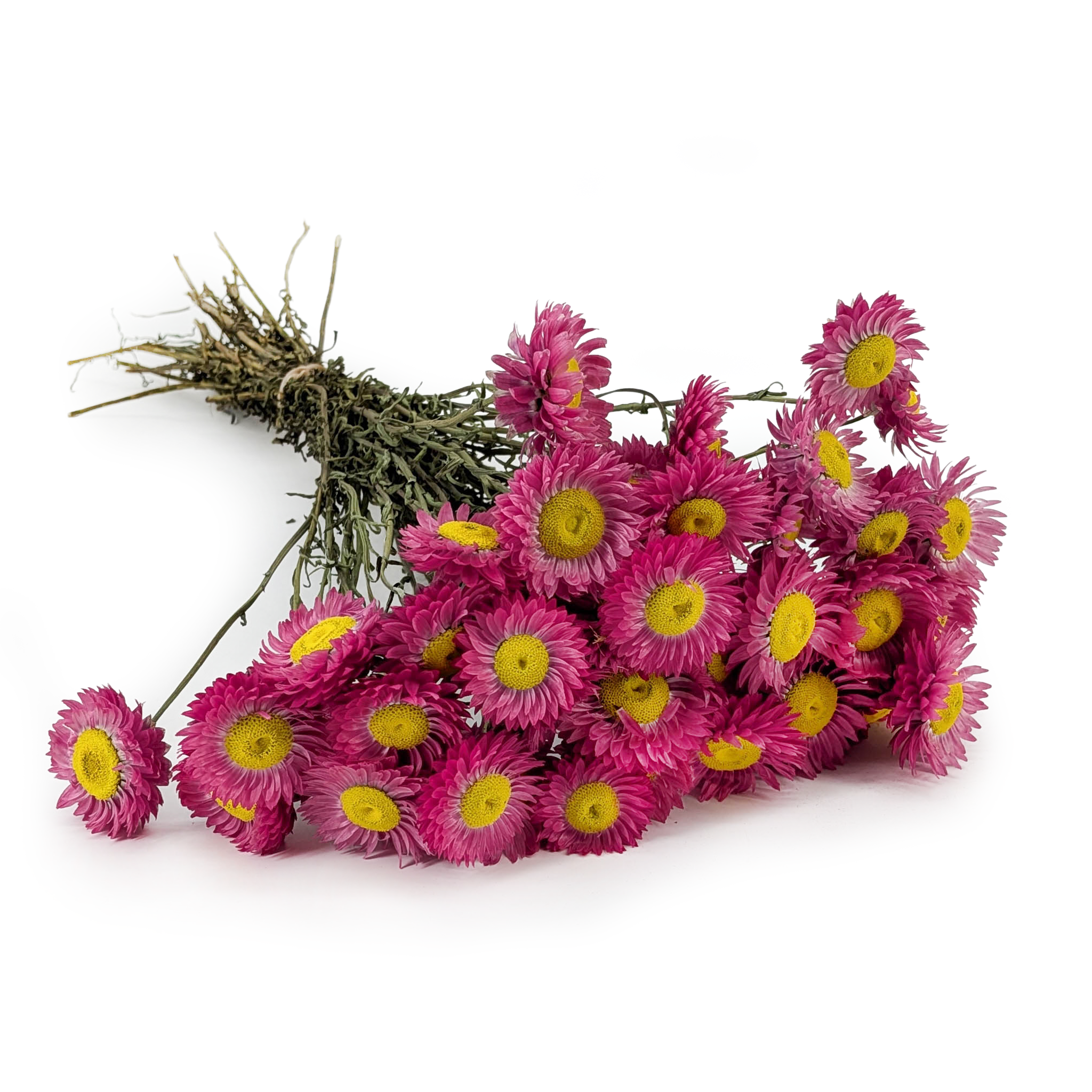 Suszony Suchlin - Suchołuska - (Acroclinium) - Ciemny róż - PREMIUM