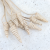 Cane Cone in 1.png