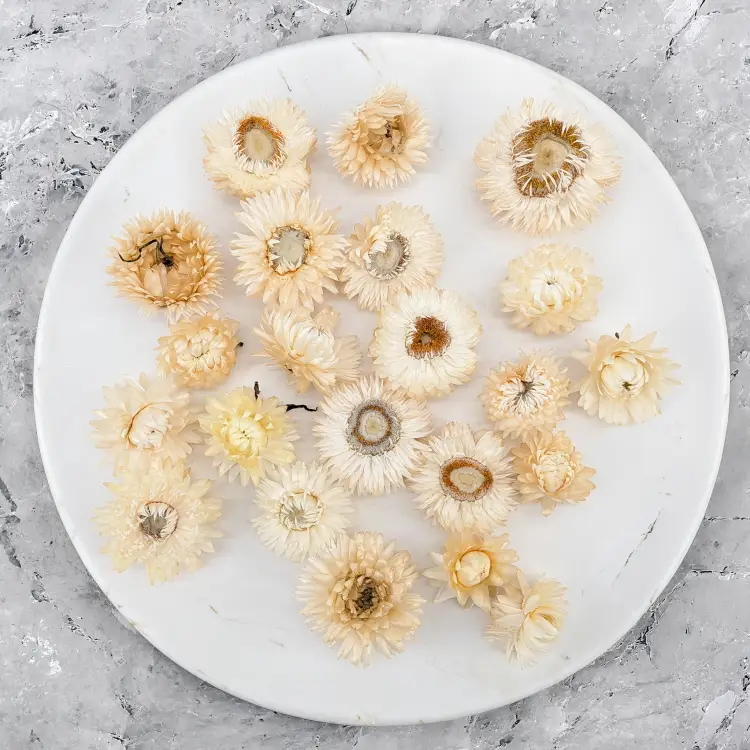 Kocanka biała główki PLS 3.png