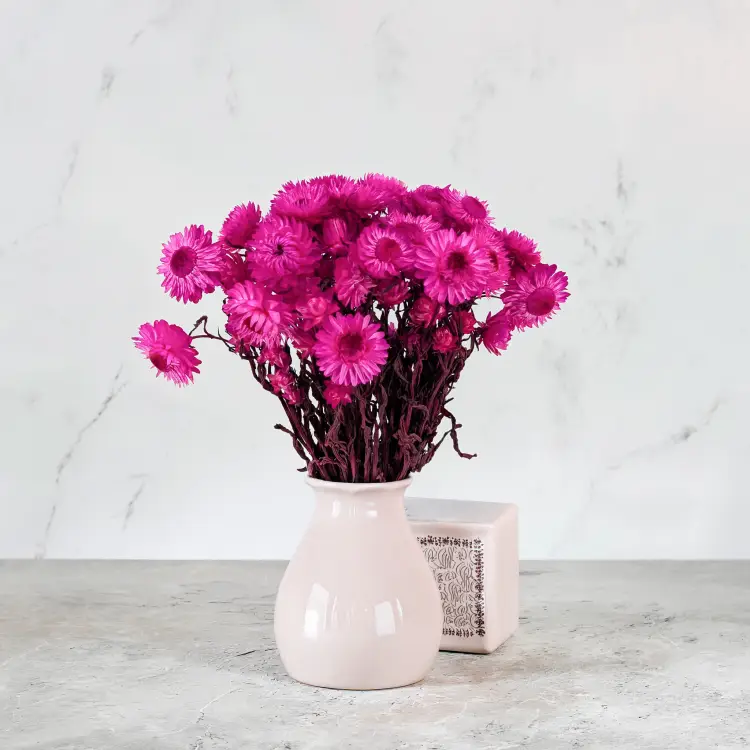 kocanka mocny roz SZ 5.png
