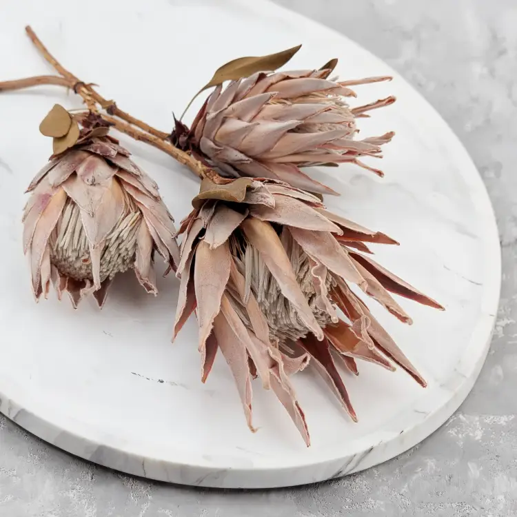 Protea King pink 4.png